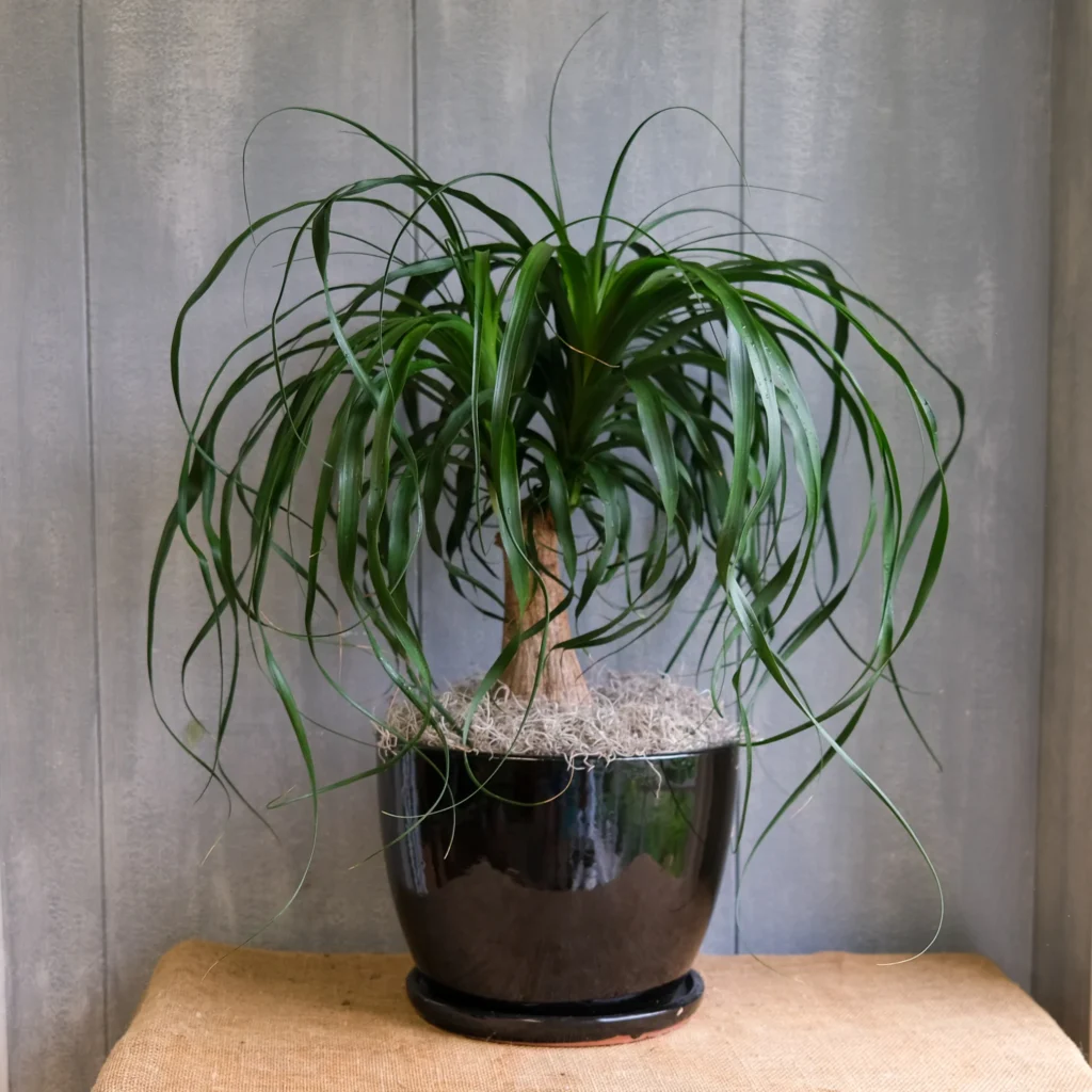 Ponytail Palm (Beaucarnea recurvata)