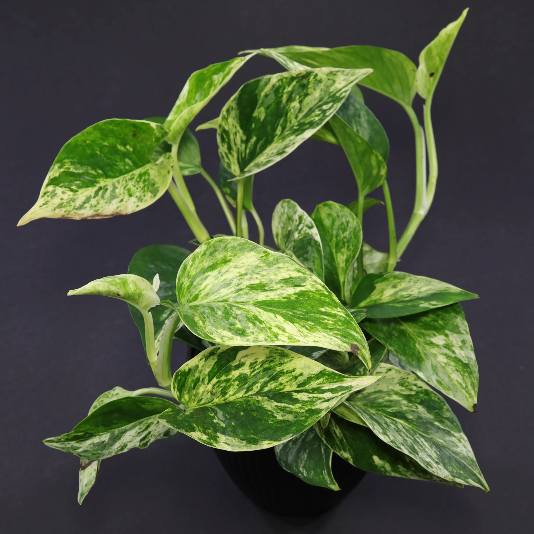 Pothos (Epipremnum aureum)