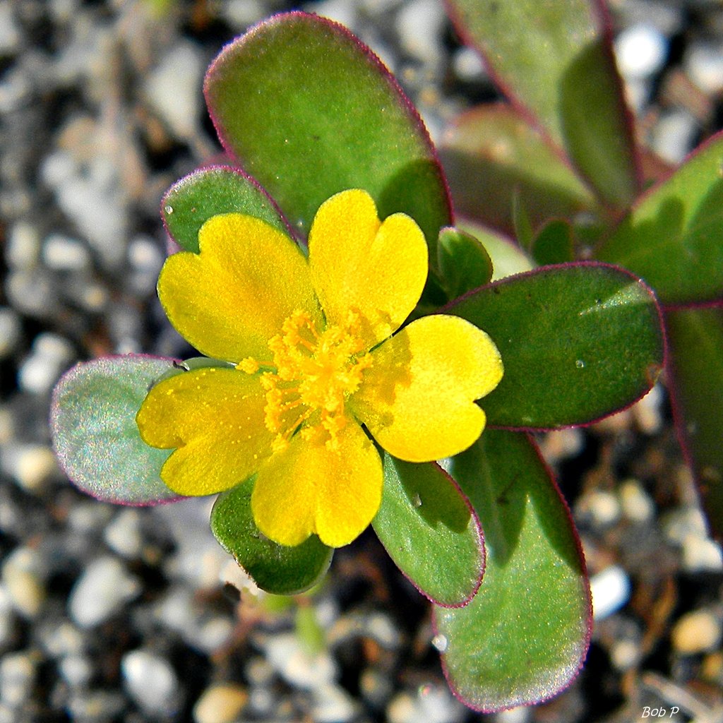 Purslane (Portulaca oleracea)