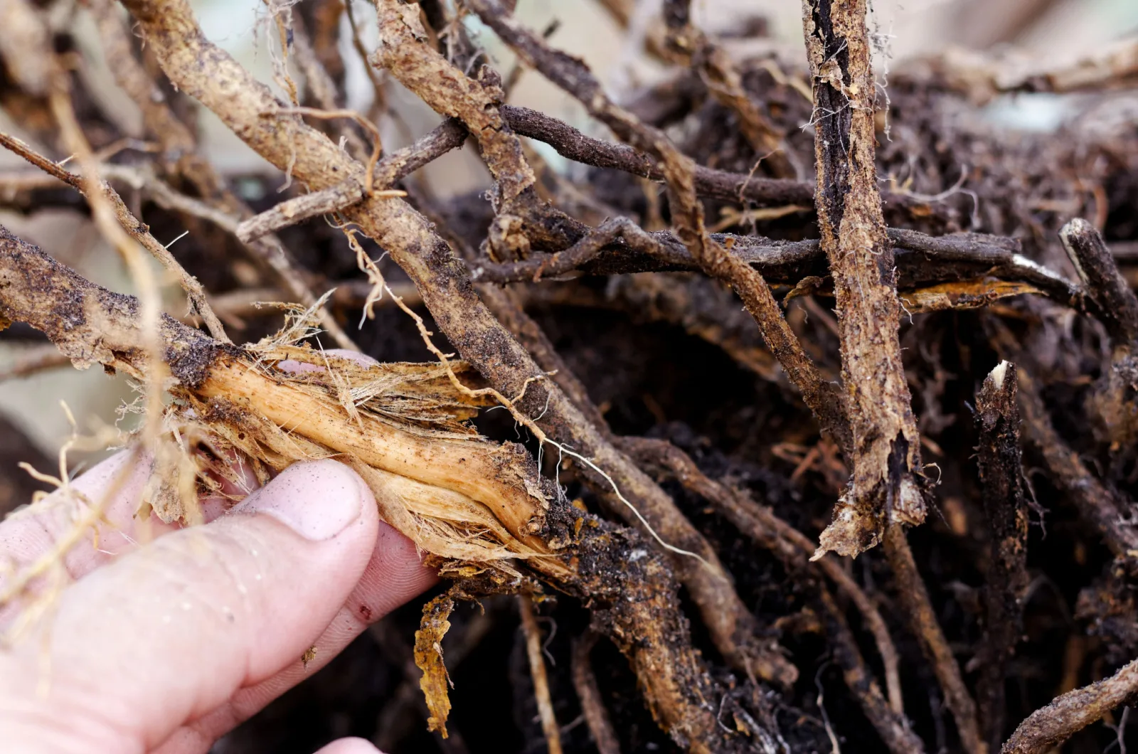 Root rot