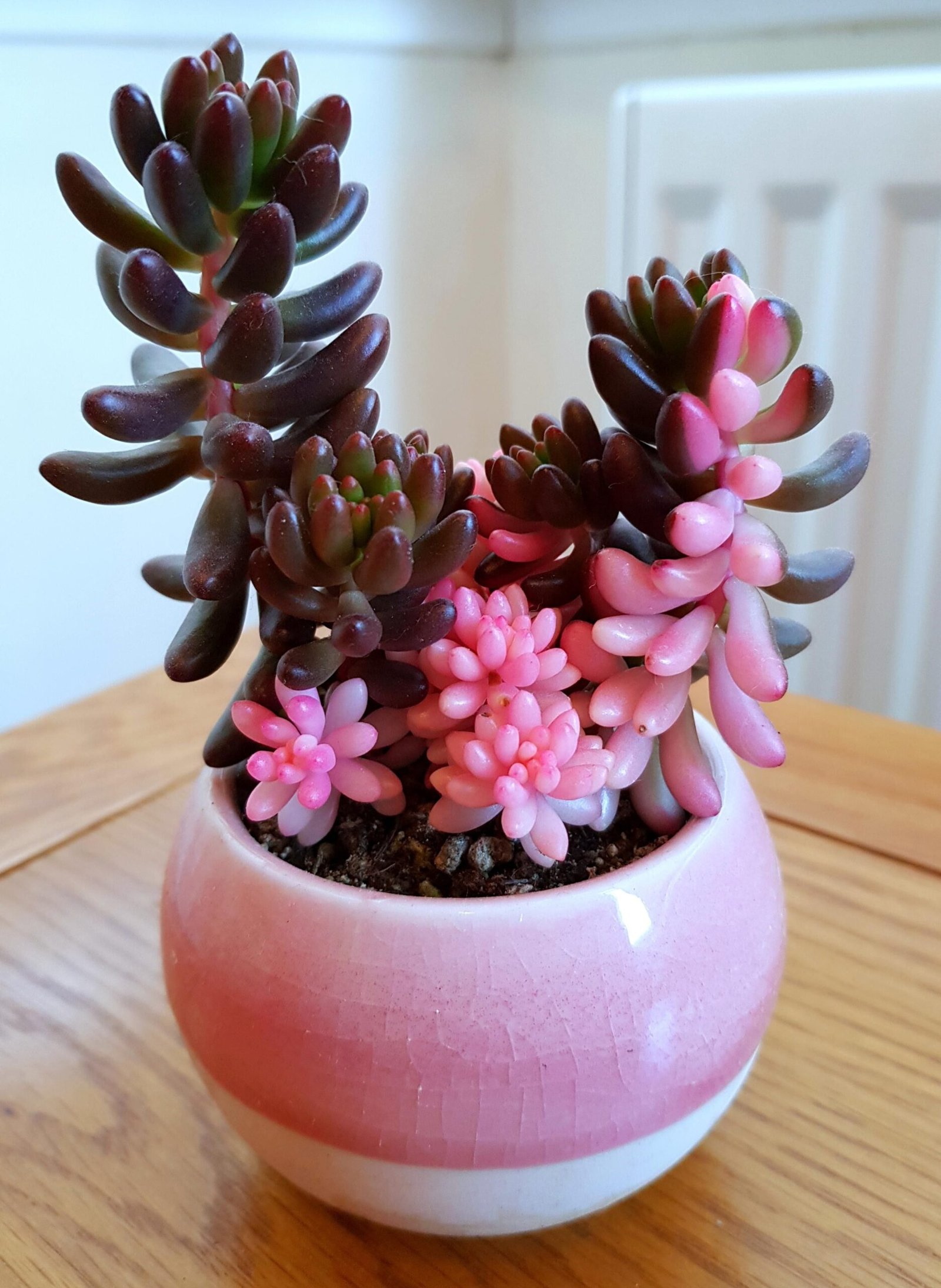 Sedum rubrotinctum (Jelly Bean Plant) Mug Planters