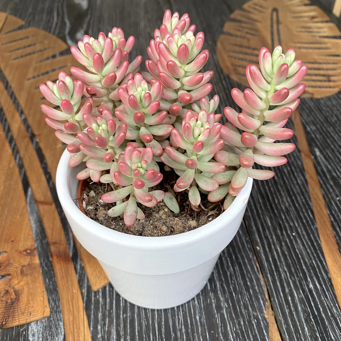 Sedum rubrotinctum ‘Aurora’ (Pink Jelly Bean)