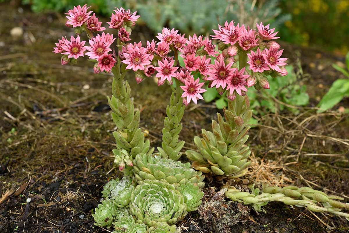 Sempervivum (Hens and Chicks)