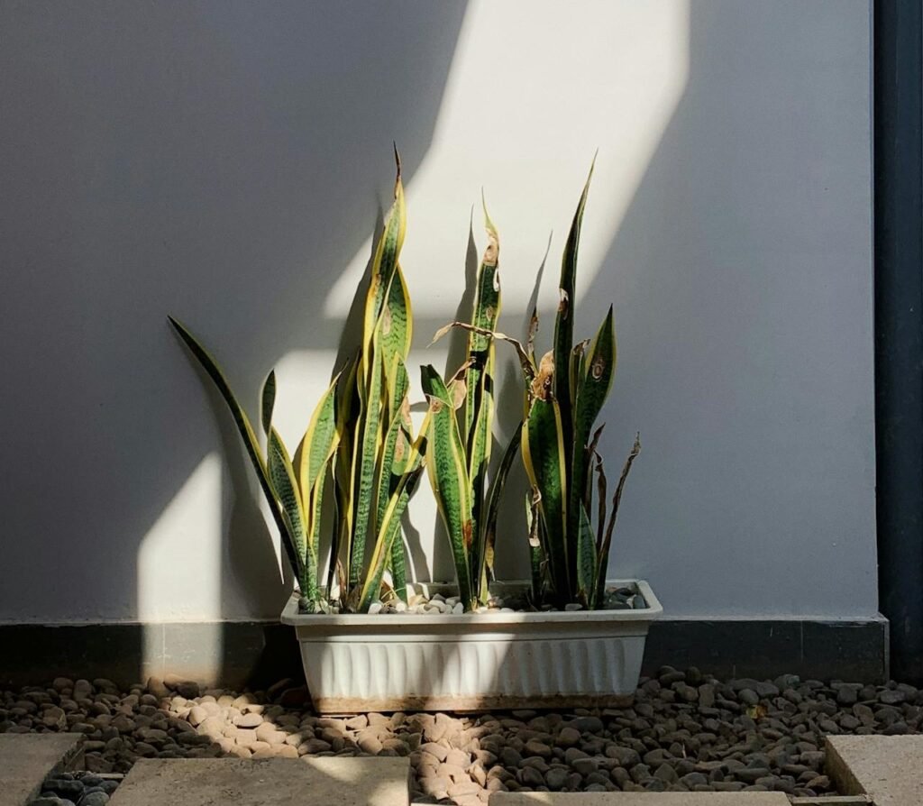 Snake Plant (Sansevieria)