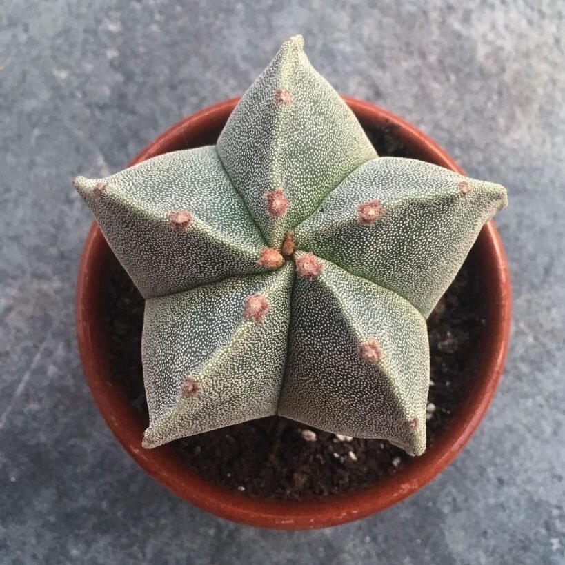 Star cactus 