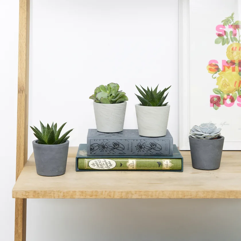 Mini Succulent Clusters on Bookshelves