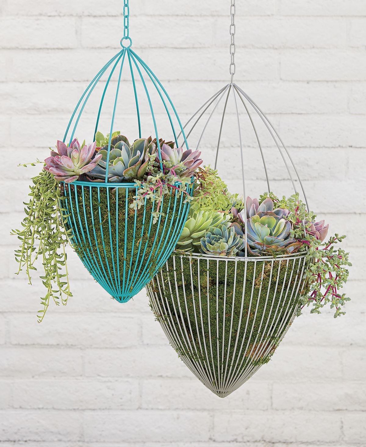 Succulents in Hanging Planters