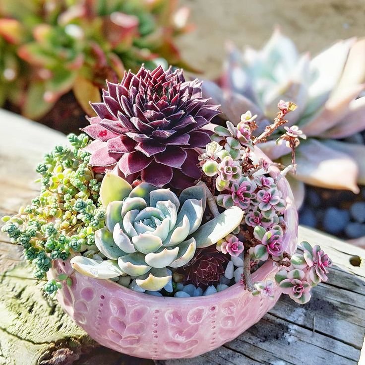 Succulents in Table Centerpiece