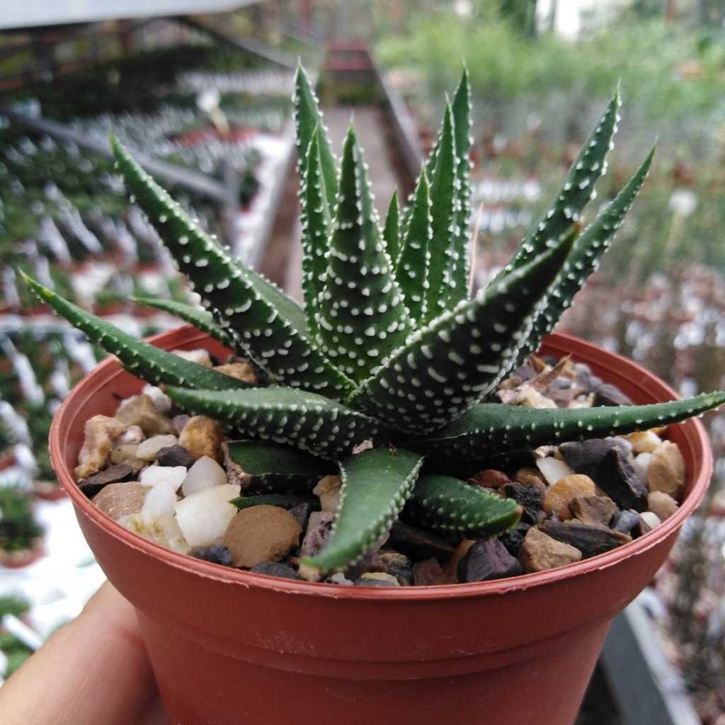 Zebra Plant (Haworthiopsis attenuata) a pet safe succulent
