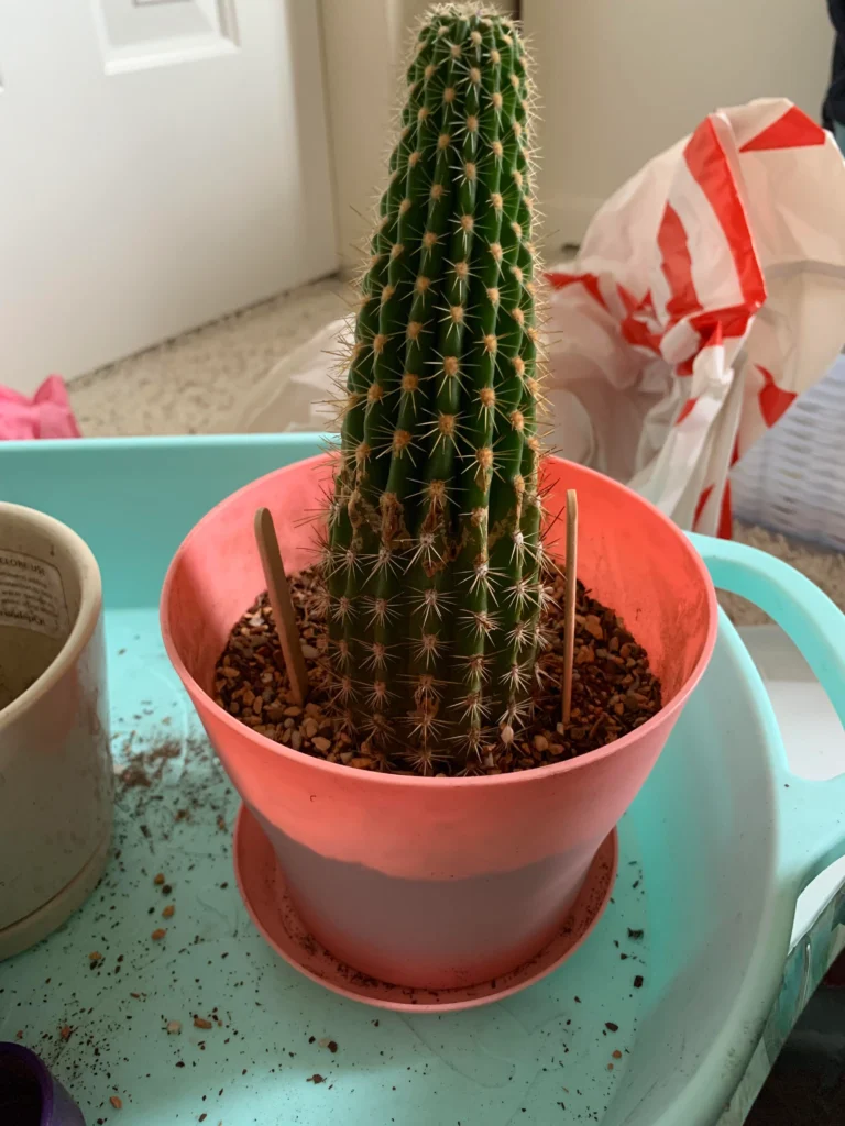 clay pot with drainage holes