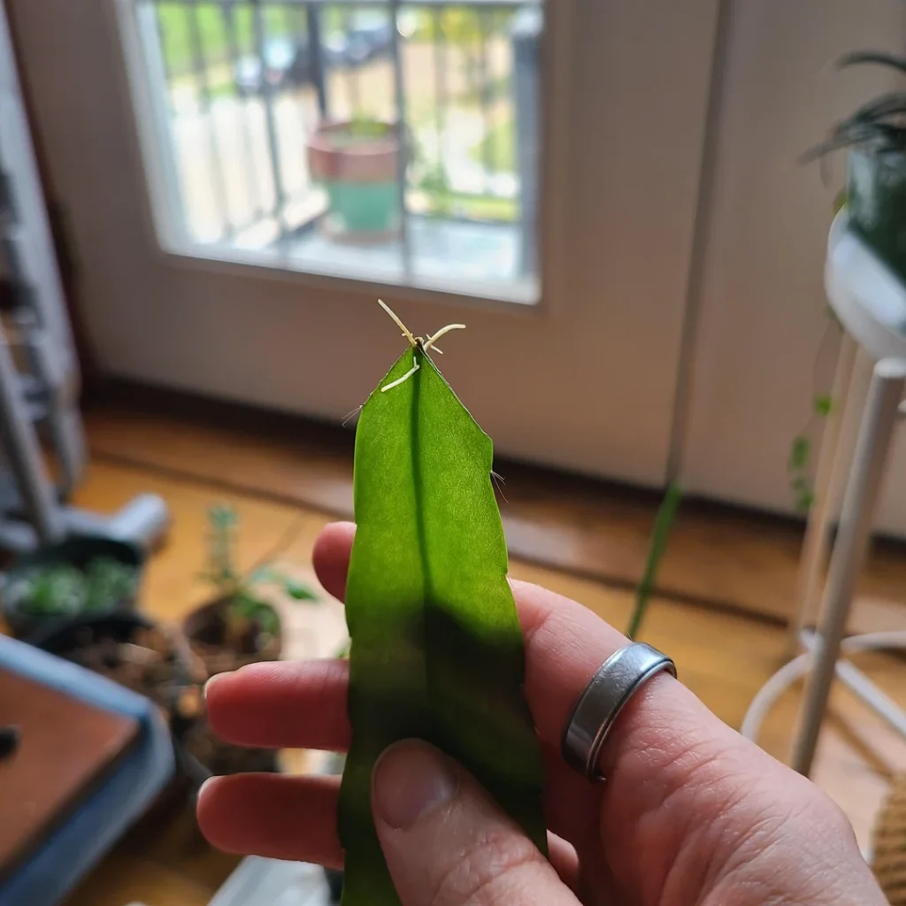 propagation of queen of night