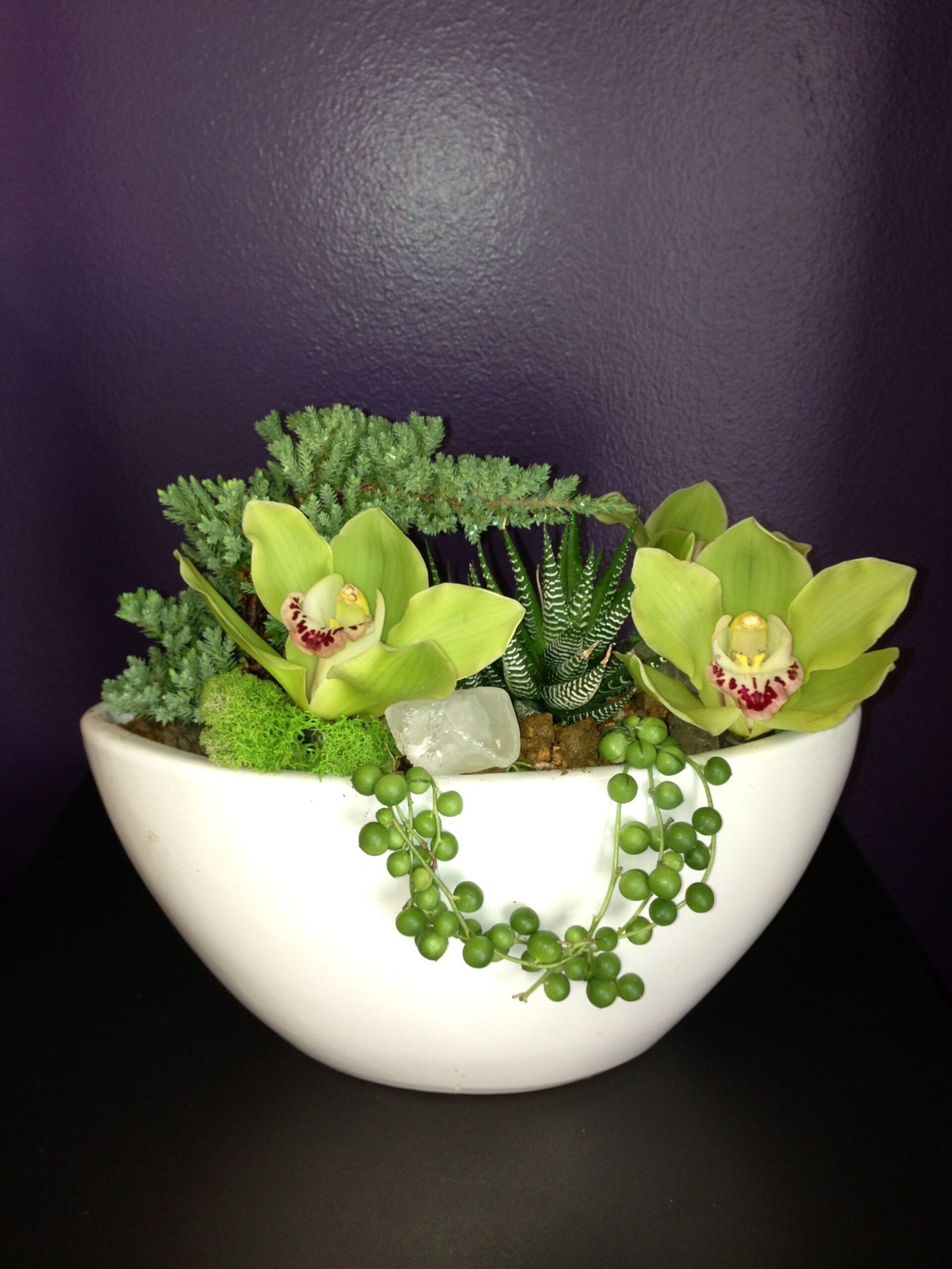 succulents in bonsai trays