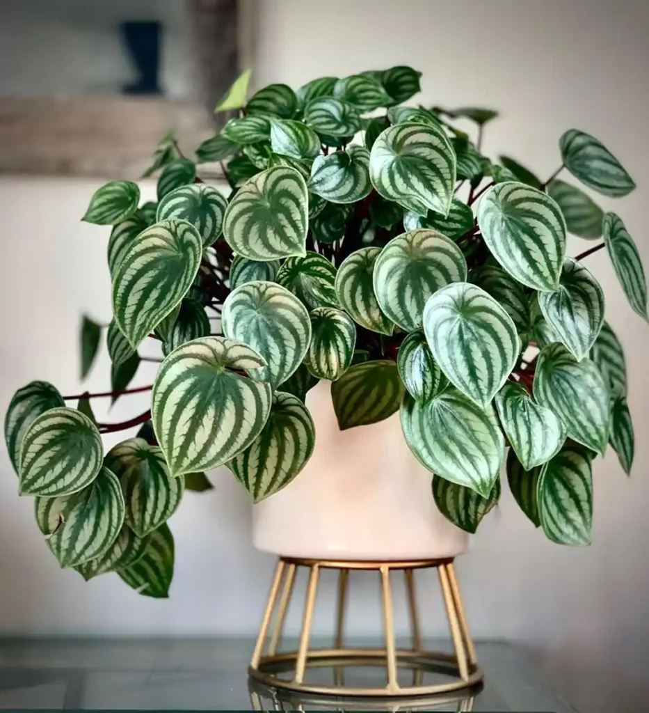 Peperomia