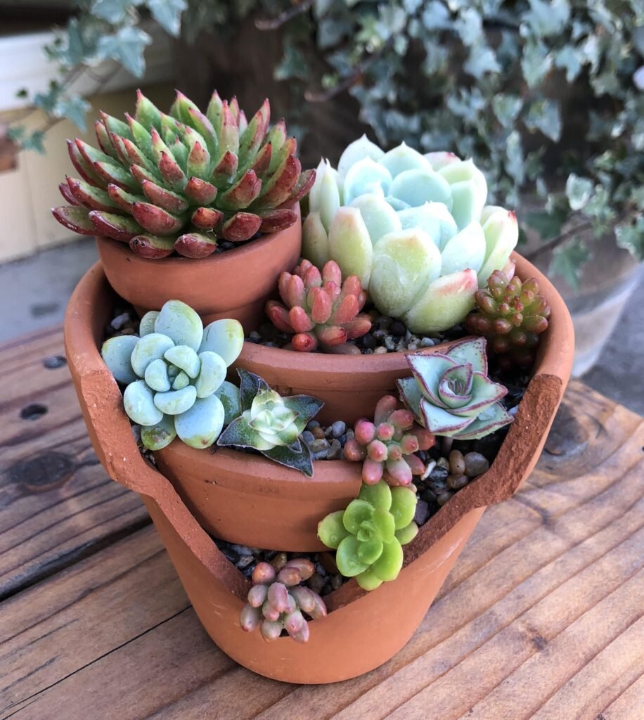 Succulents in broken ceramics