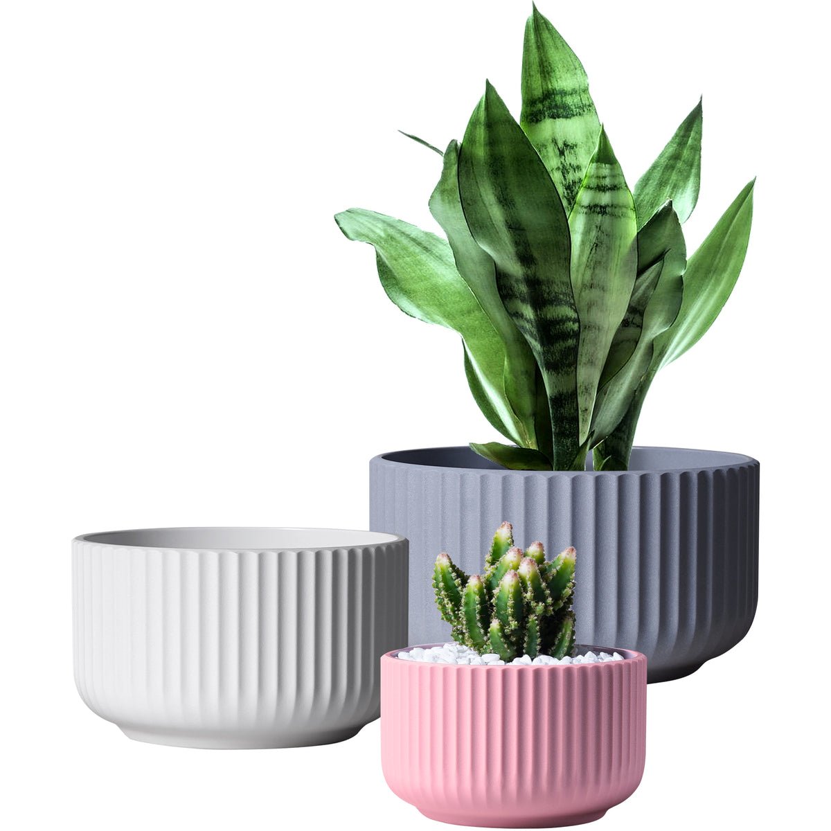 Succulents in Plastic Pots