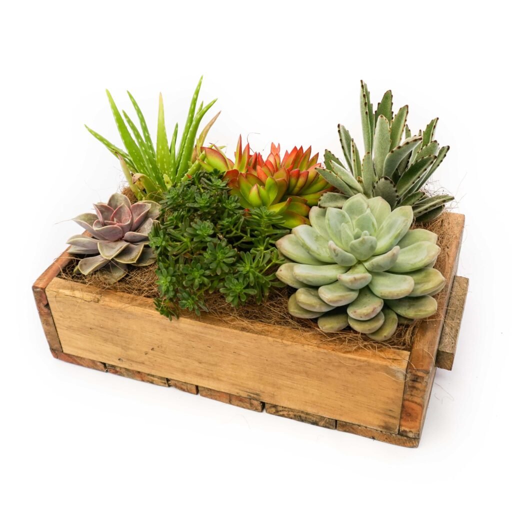 Succulents in wooden drawers