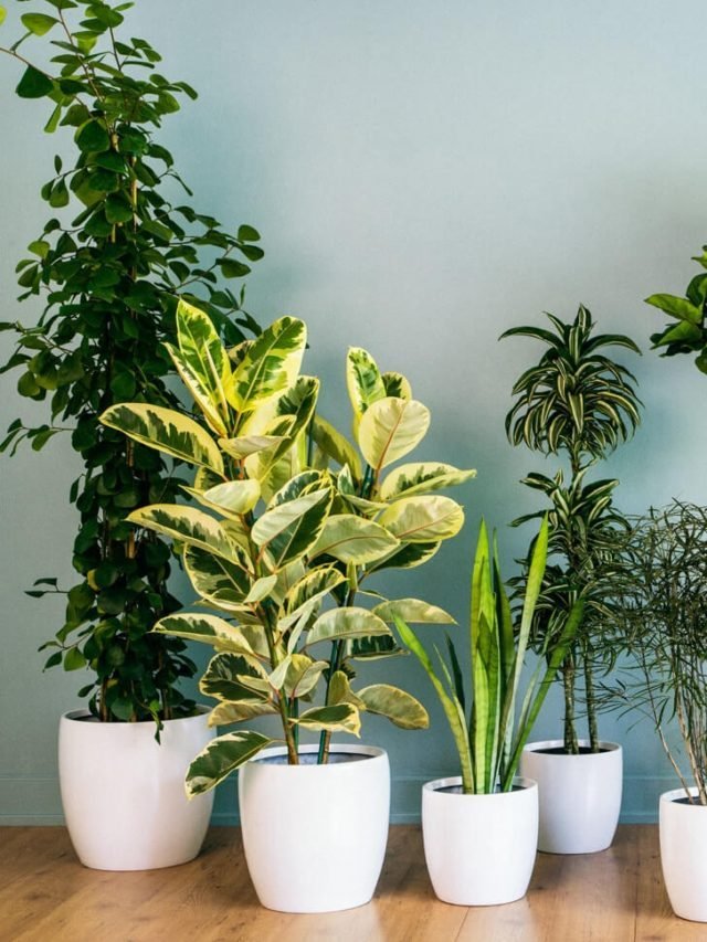10 Most Popular Low Light Indoor Plants