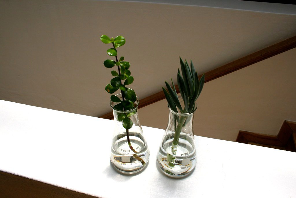 propagating succulents