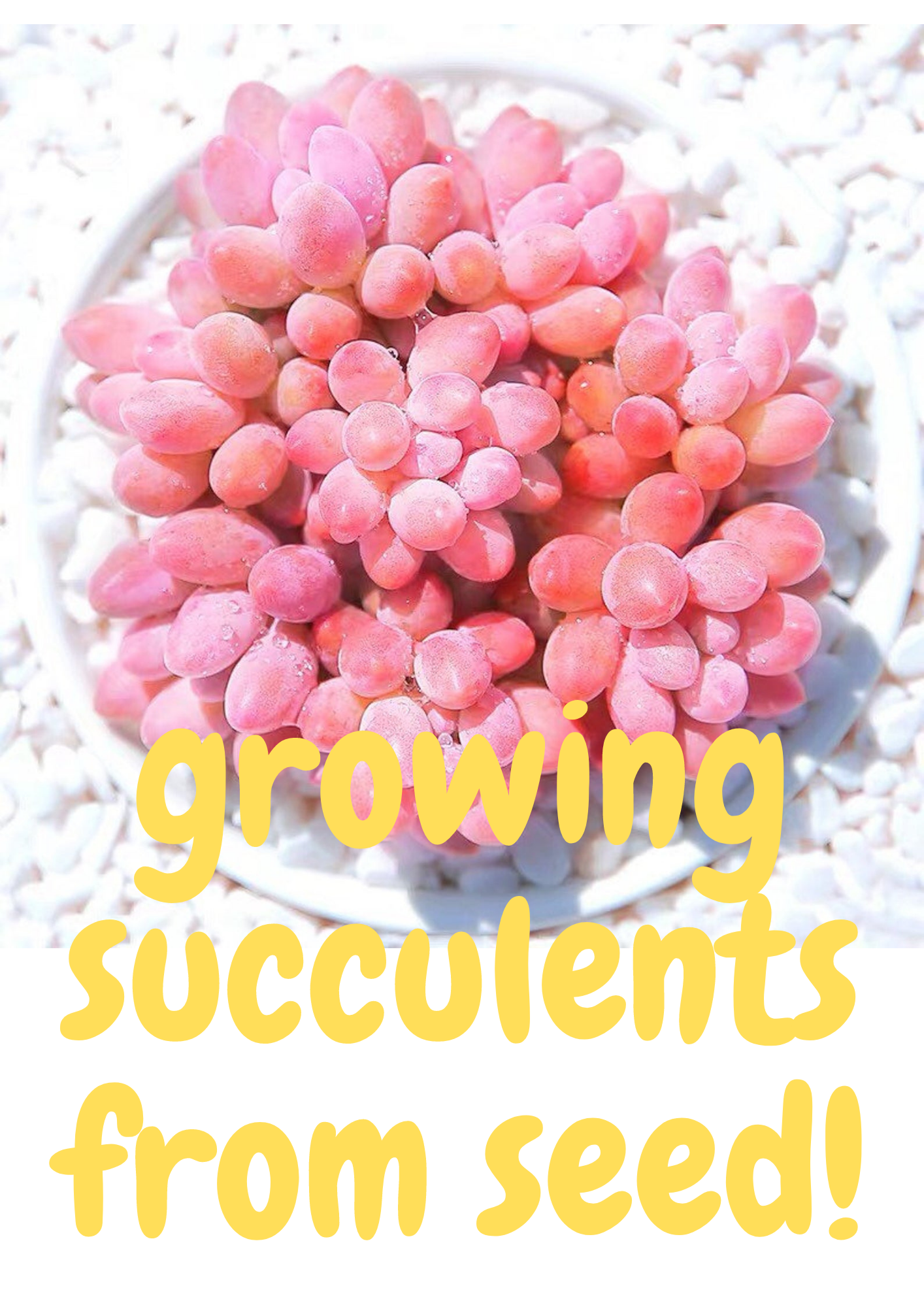 growing succulents from seed