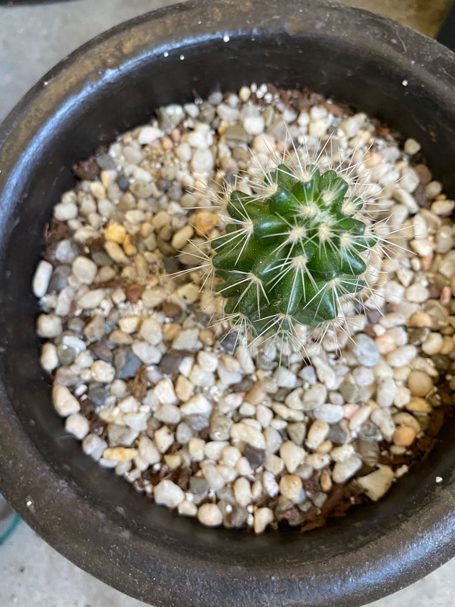 5 Best Succulent Soil Mix for Cactus and Succulents in 2025