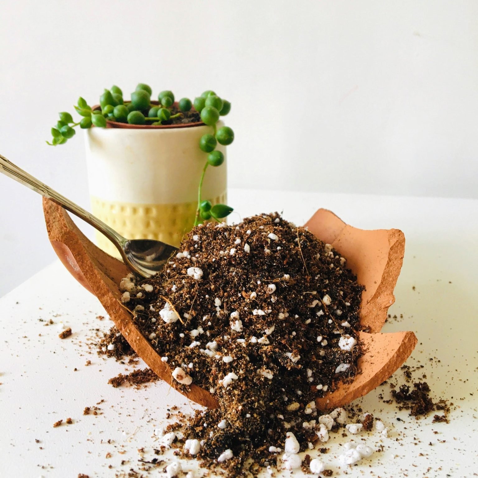 5 Best Succulent Soil Mix for Cactus and Succulents in 2025