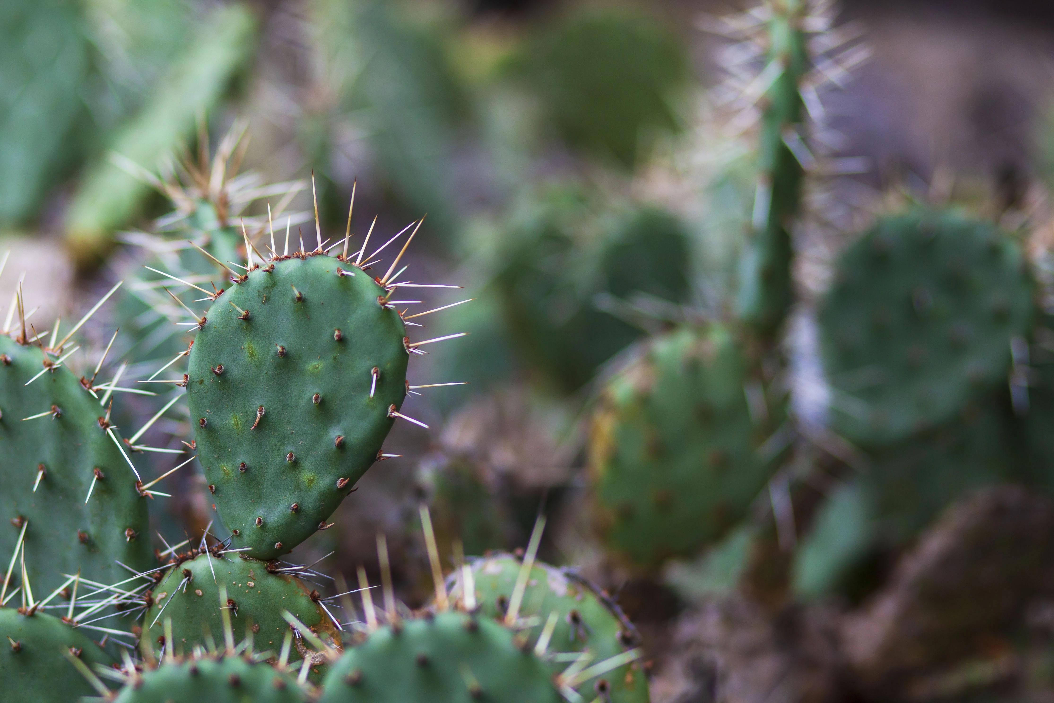 opuntia-microdasys-or-bunny-ears-cactus