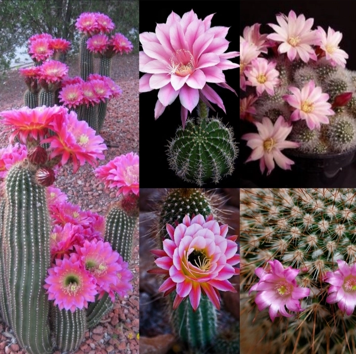 Unlocking the Secret to Cactus Blooming: Potting, Watering, and ...