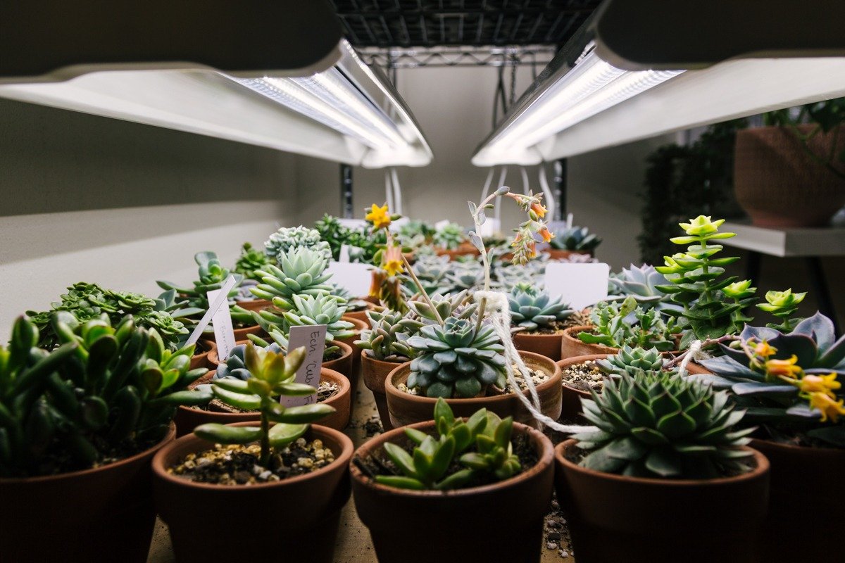 best grow lights for succulents
