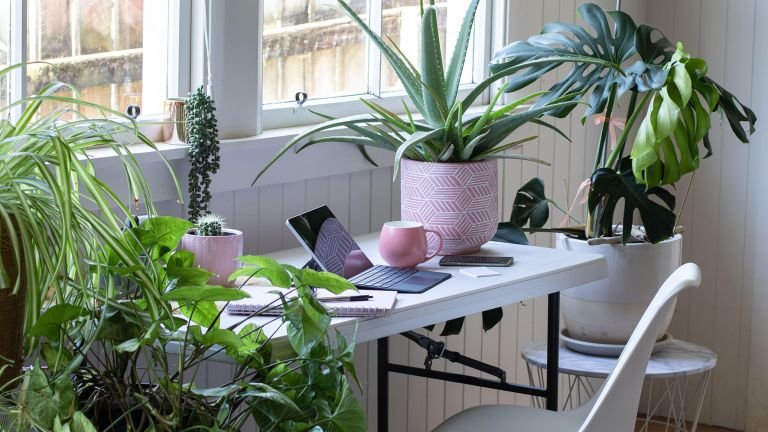 best succulents for office