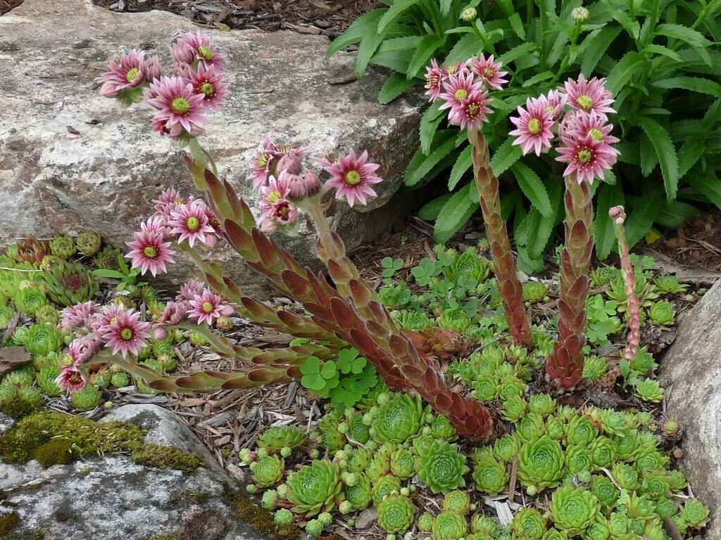 Hens And Chicks Succulent- Flowers