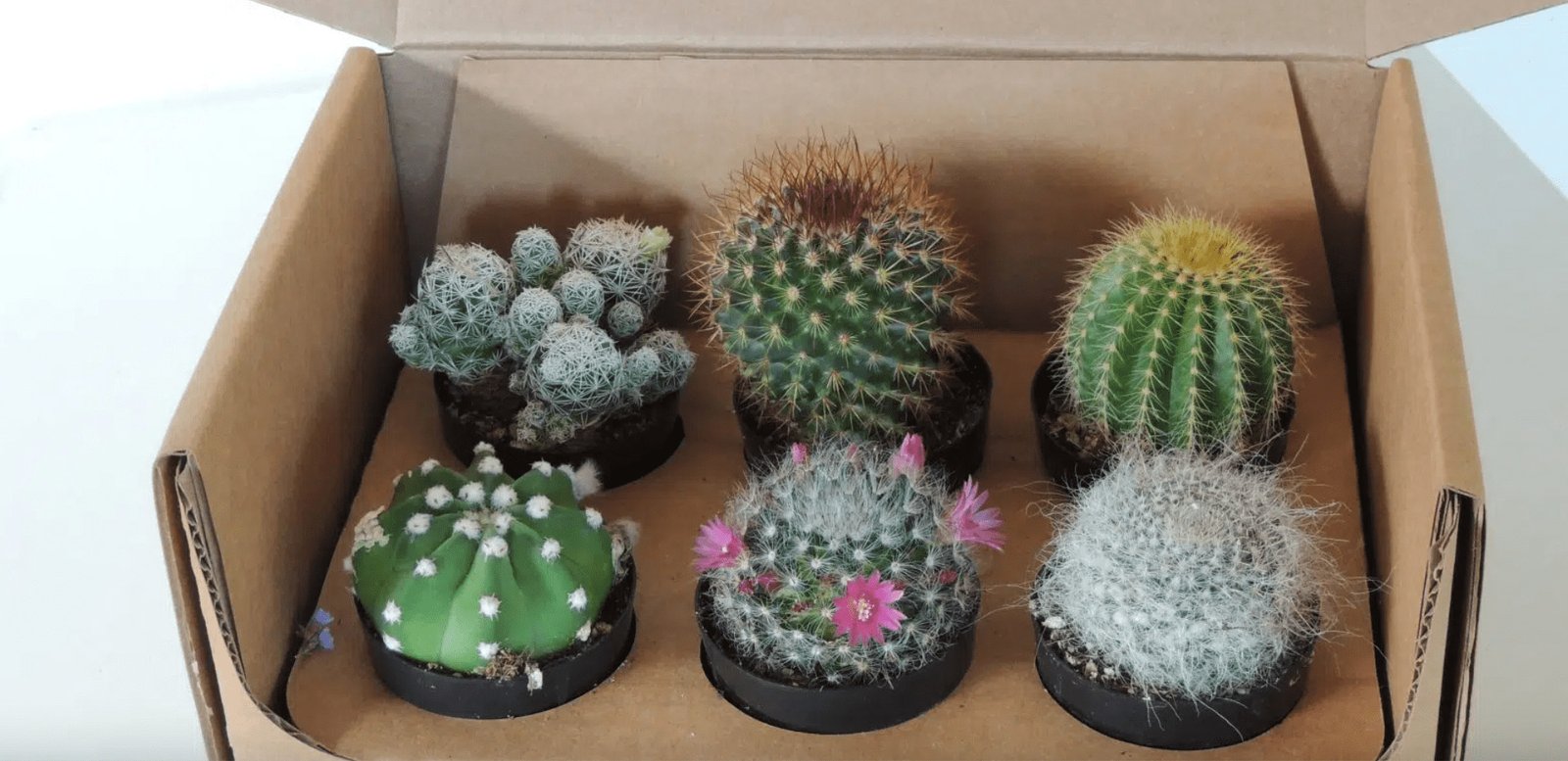 Cactus And Succulent Gift