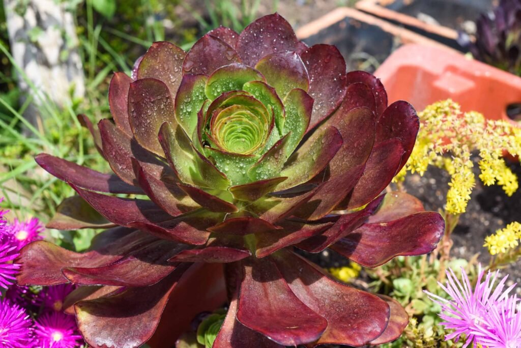 Aeonium ‘Cyclops’