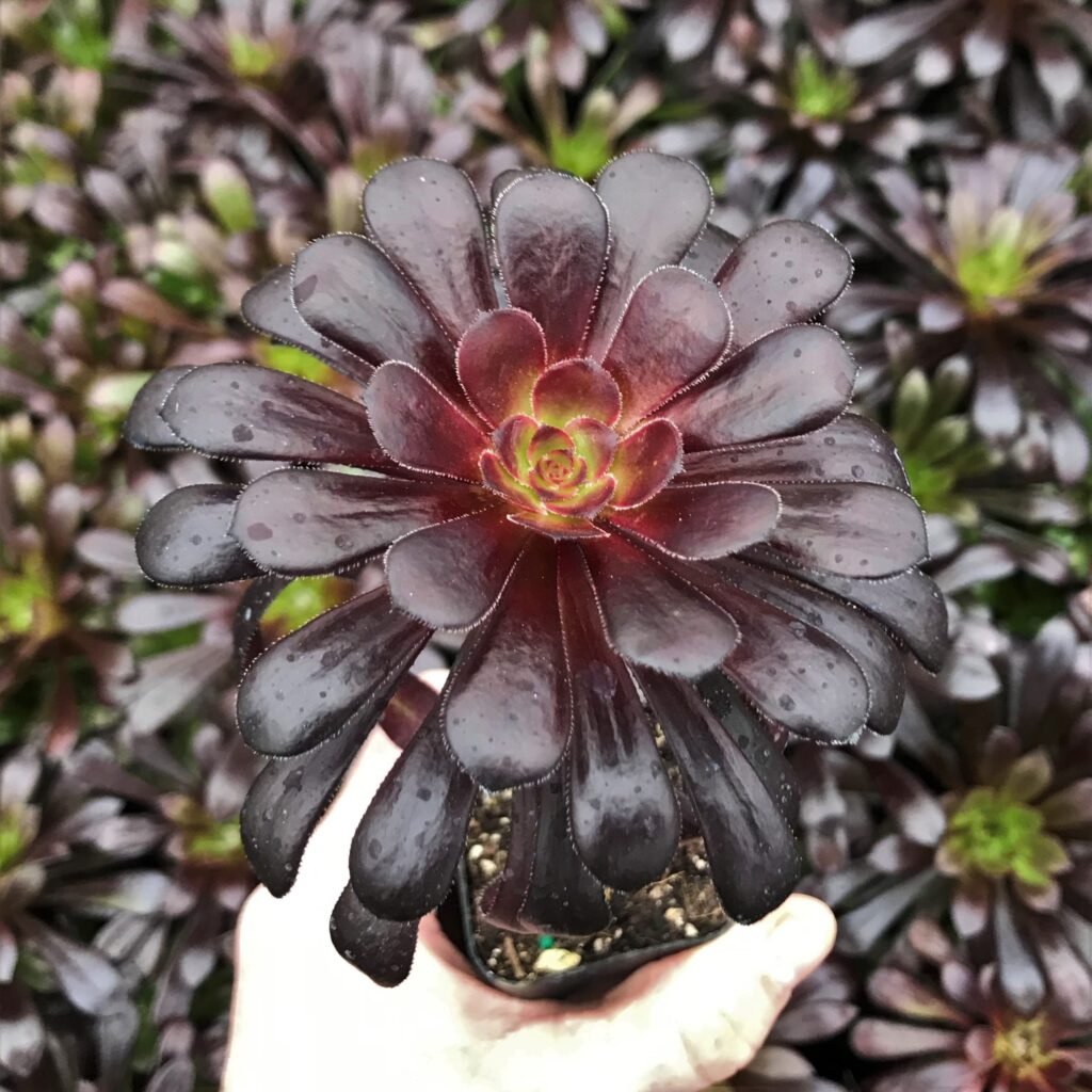 Aeonium ‘Zwartkop’