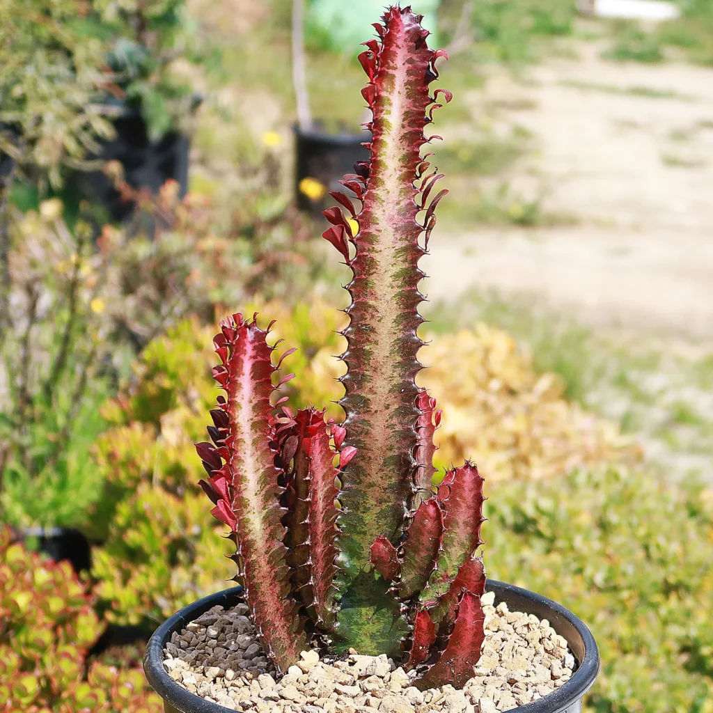 African Milk Tree (Euphorbia trigona) 