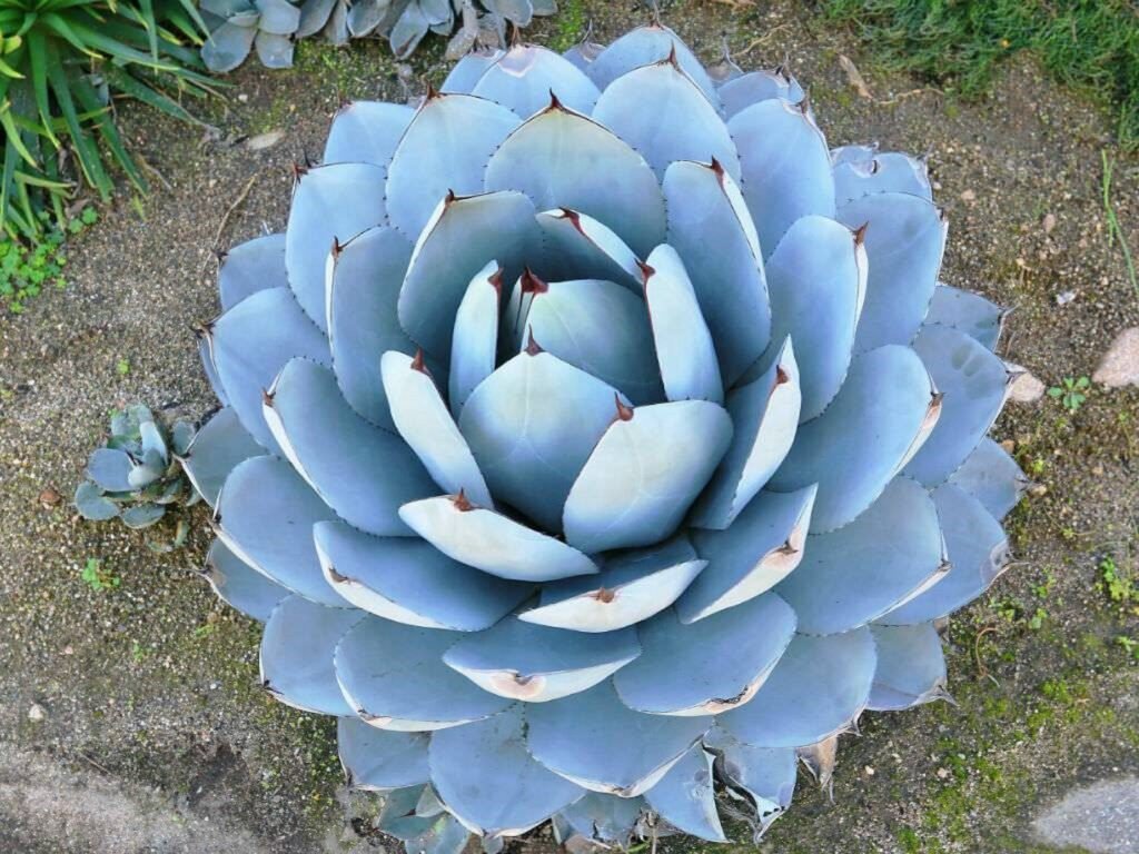 Agave parryi (Artichoke Agave)