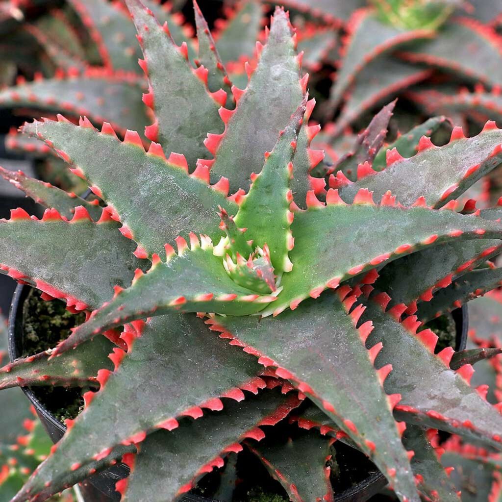 Rare Succulents with Red Leaves – 10 Stunning Varieties & Care Tips