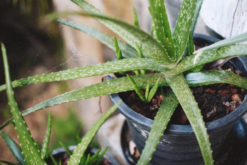 Aloe Vera succulent that survive low humidity