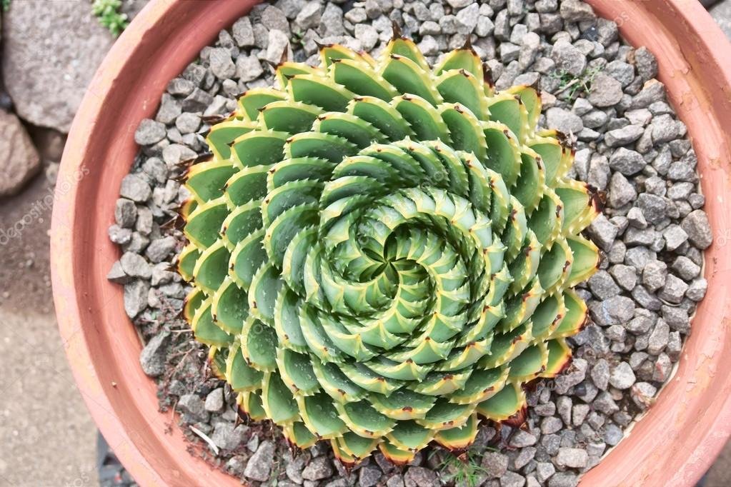 Aloe polyphylla (Spiral Aloe)