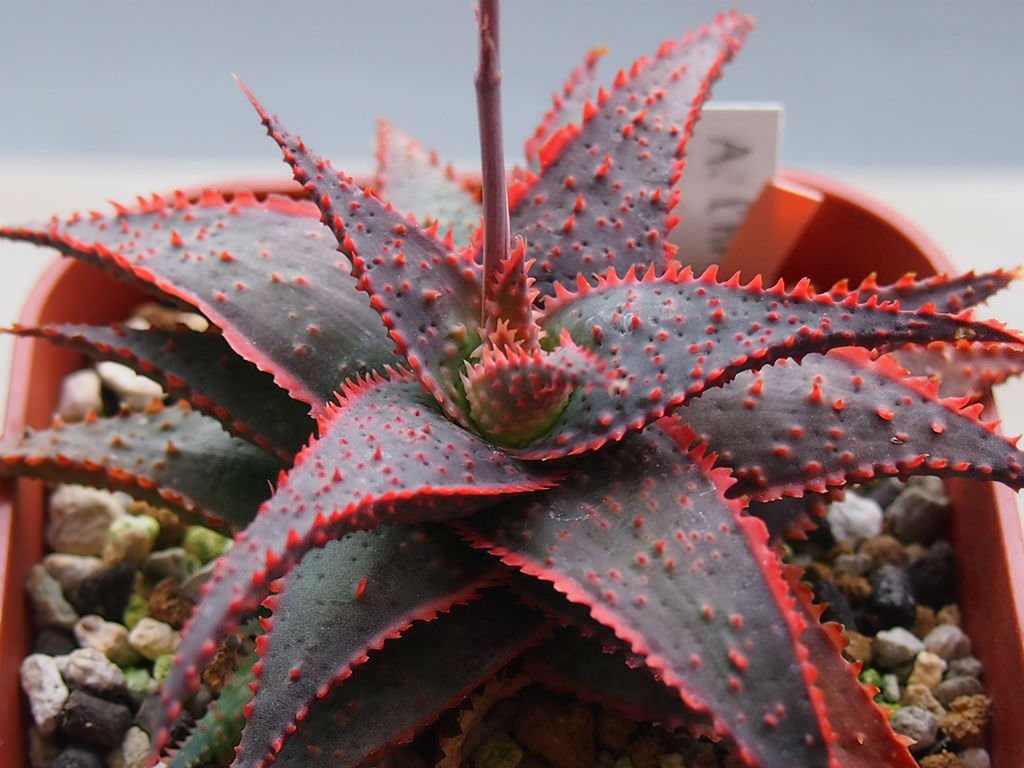  Aloe ‘Christmas Carol’
