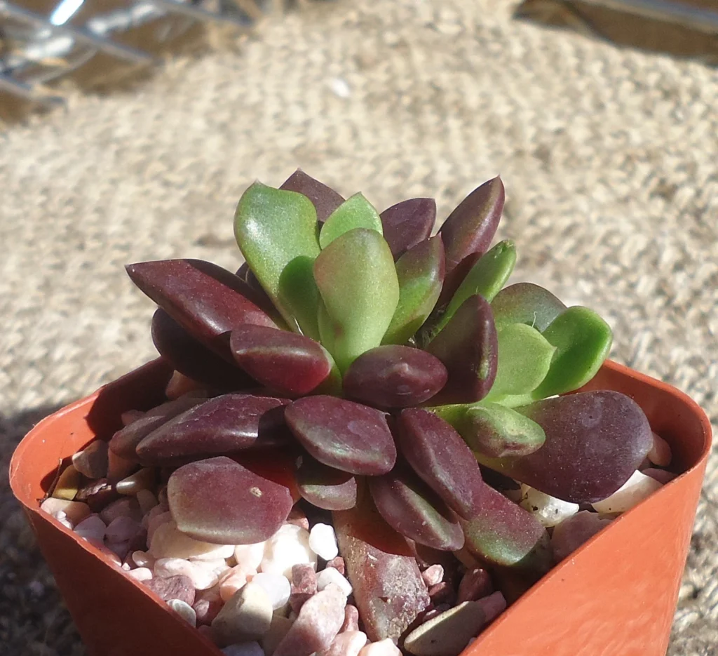 Anacampseros Rufescens