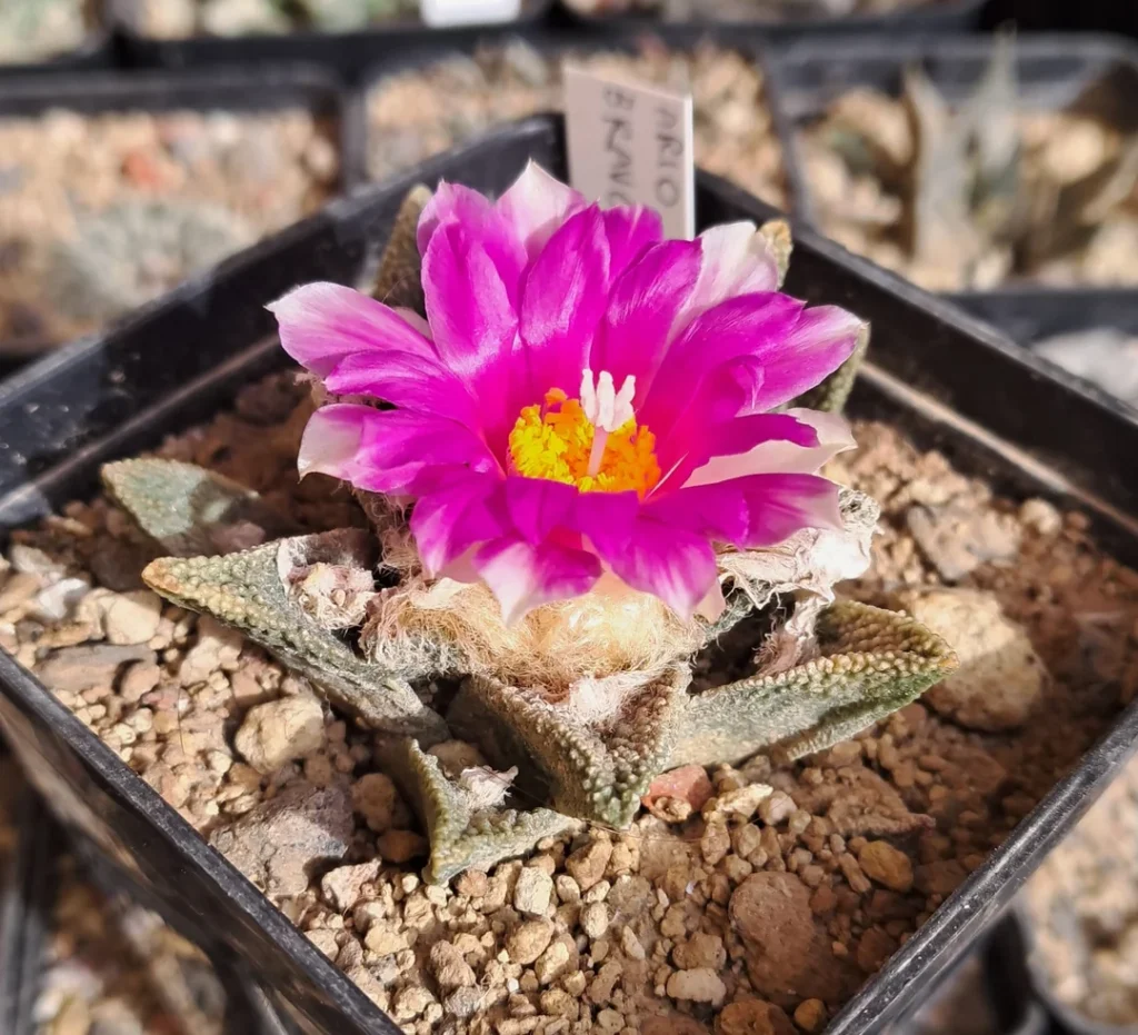 Ariocarpus fissuratus rare succulents