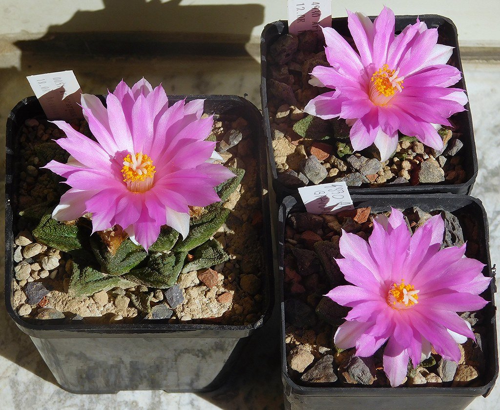 Ariocarpus fissuratus