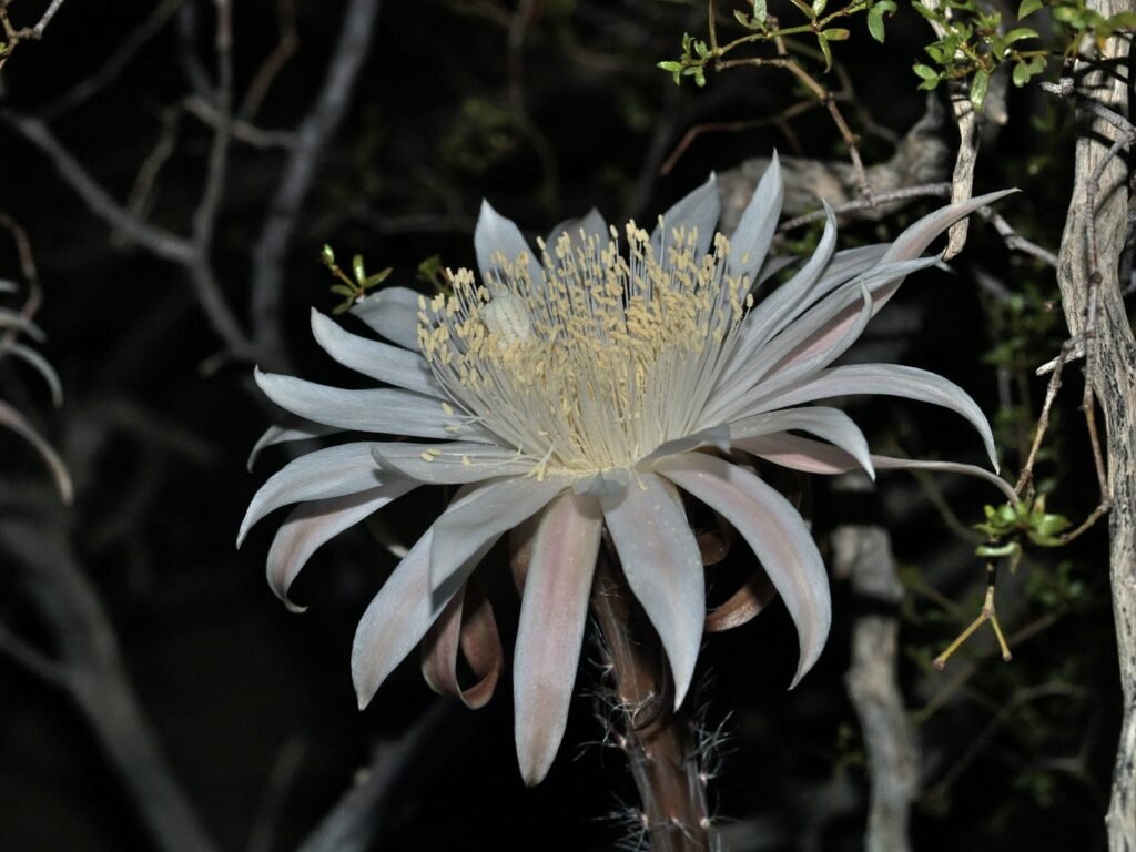 Cereus