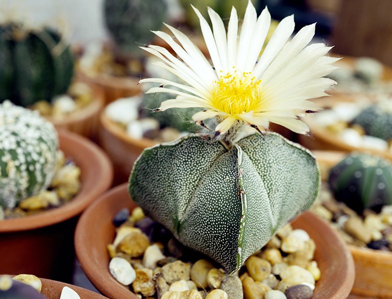 Astrophytum