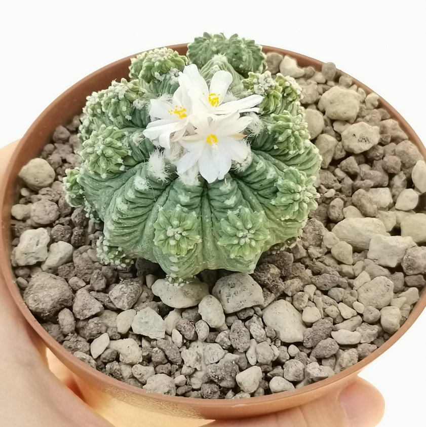 Aztekium ritteri