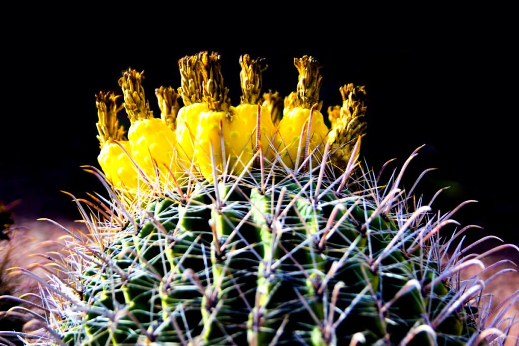 Ferocactus