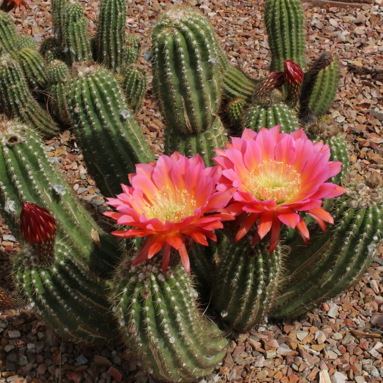 Beavertail Cactus (Opuntia basilaris) Drought-Tolerant Cact