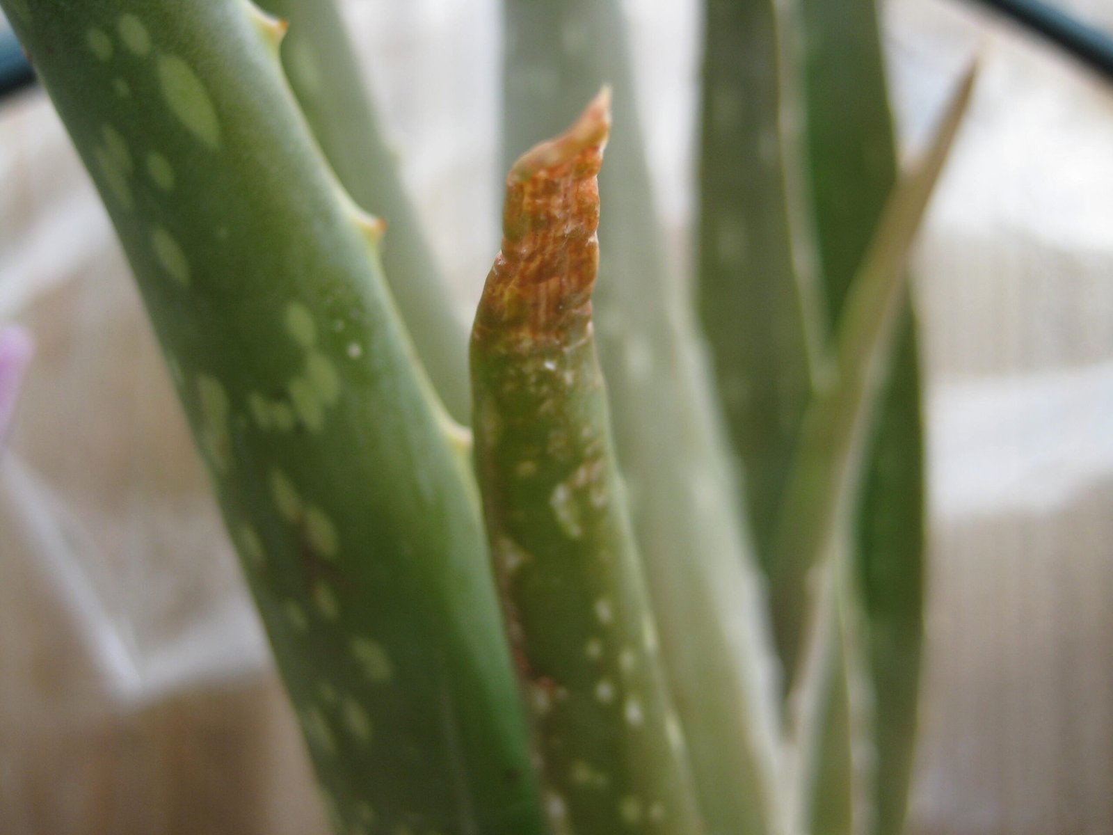 Brown Leaf Tips Aloe Vera