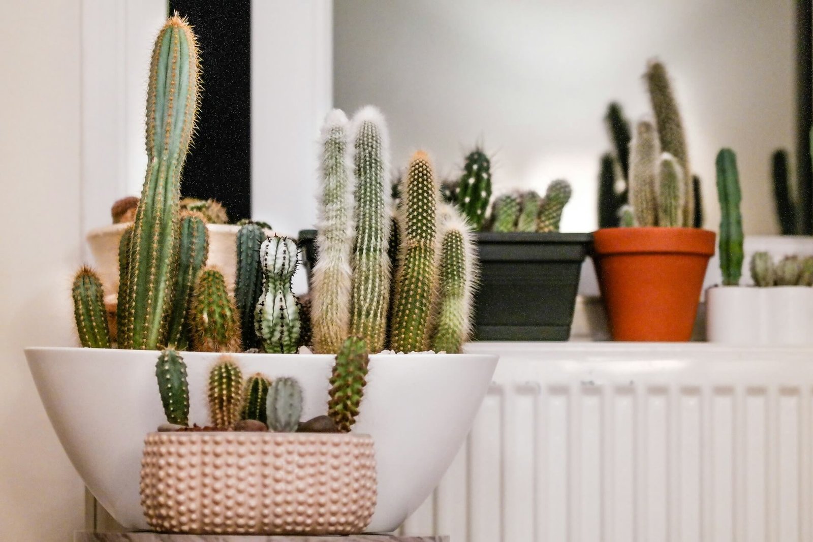 Cactus care tips for apartments
