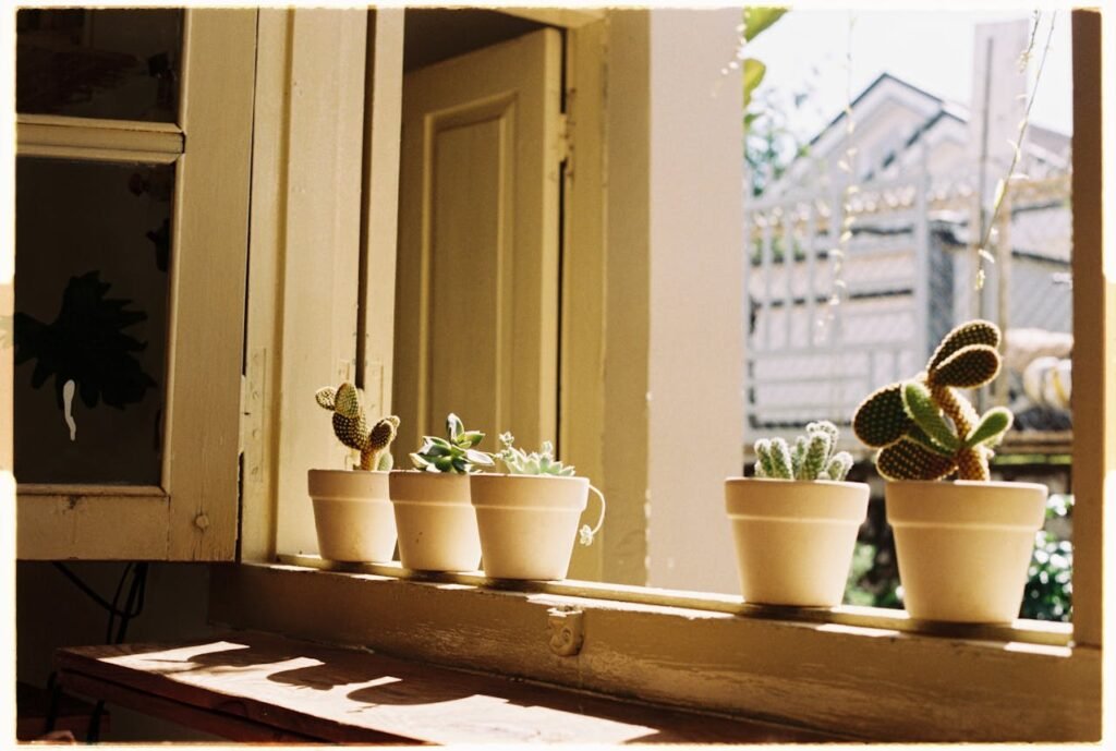 Cactus on Windowsills